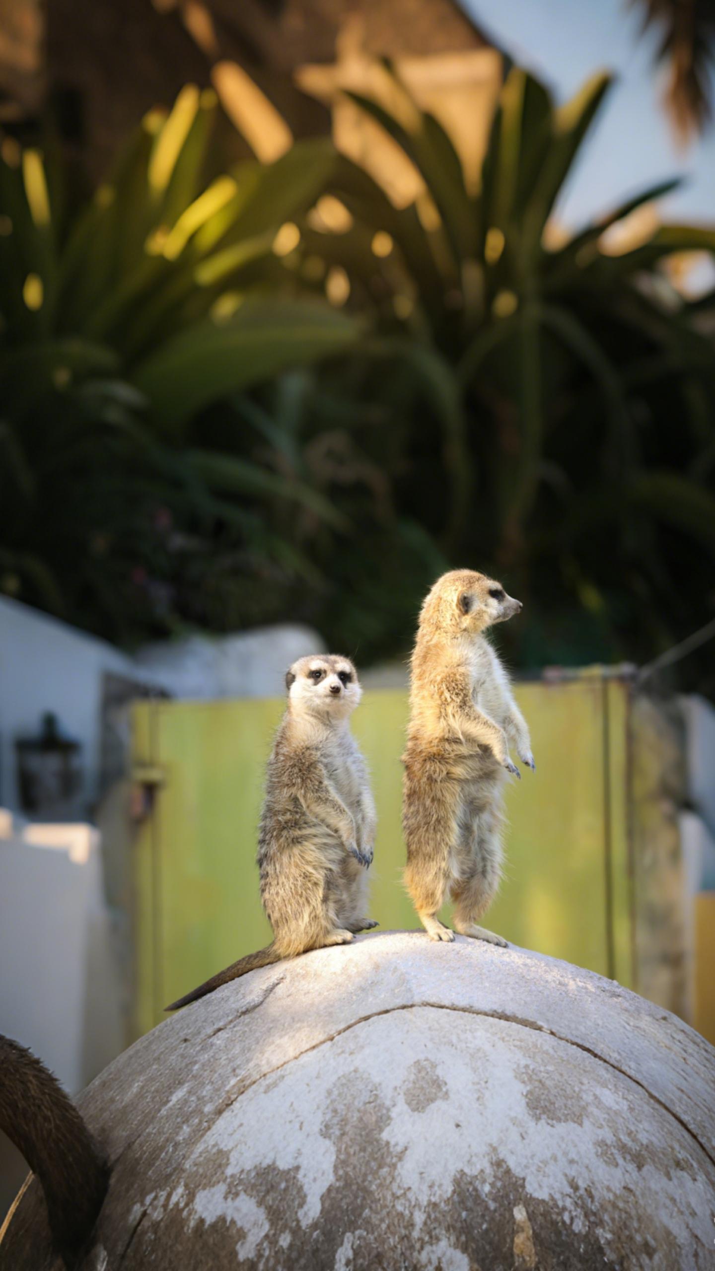 A Group of Lovely Meerkats