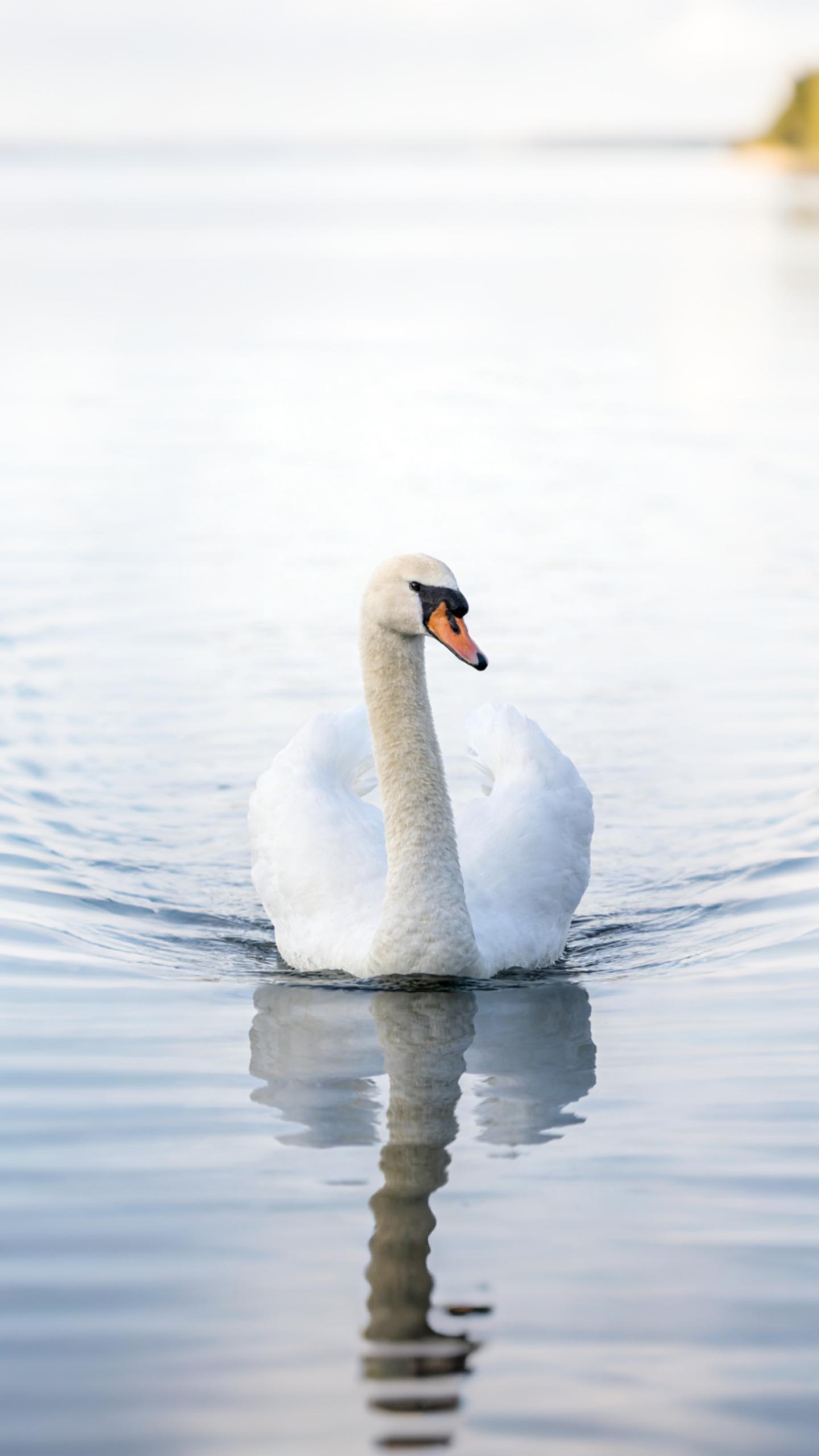 Swan under the Golden Sunset