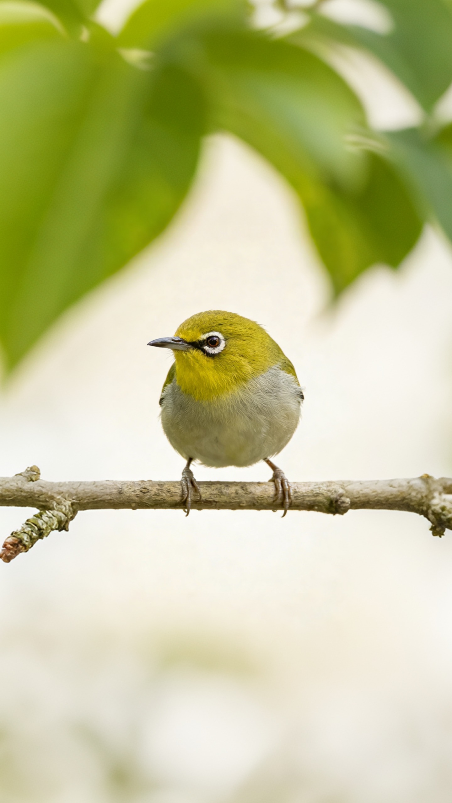 Tiny Ring-Eyed Sprite
