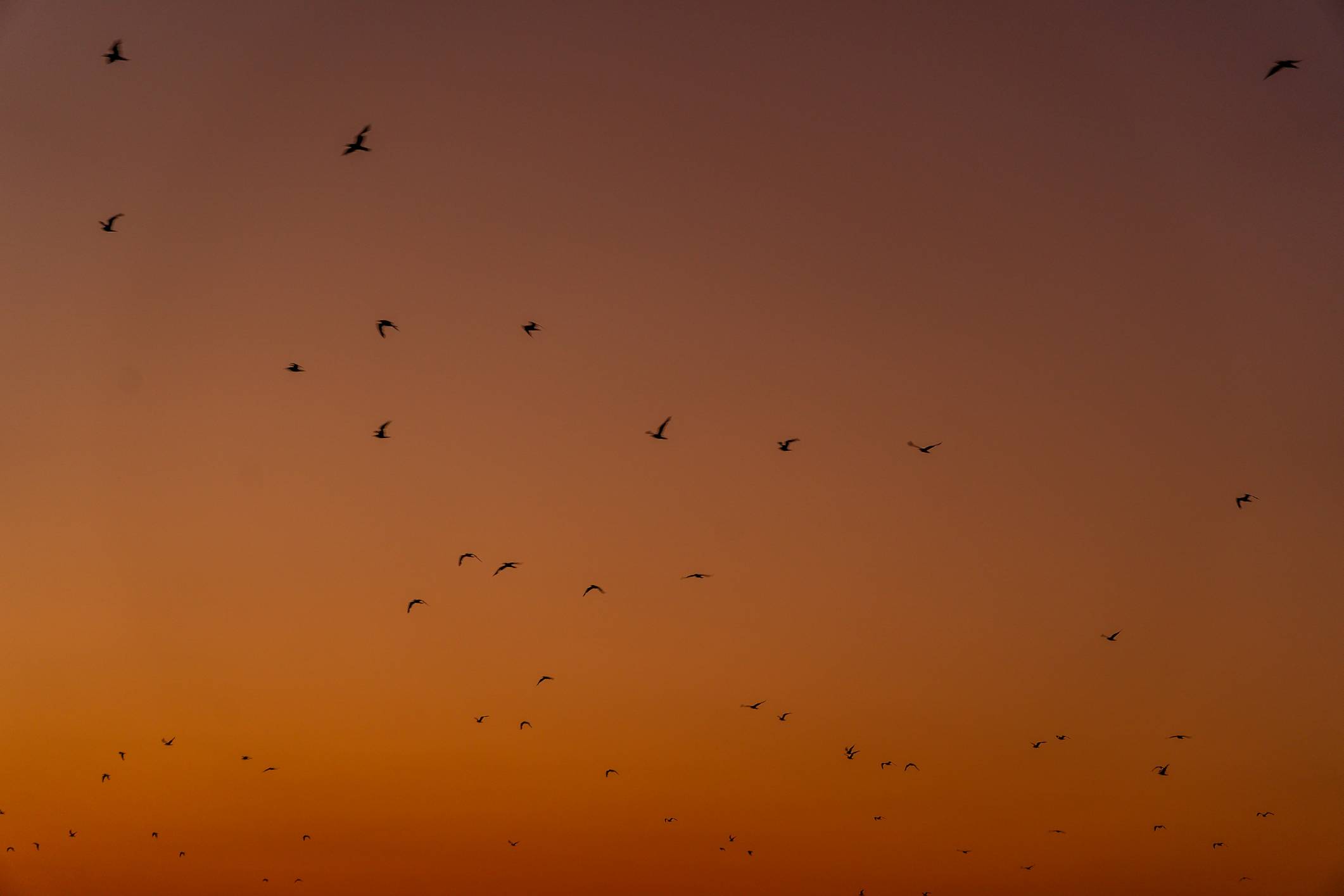 flock of birds flying under blue sky during daytime