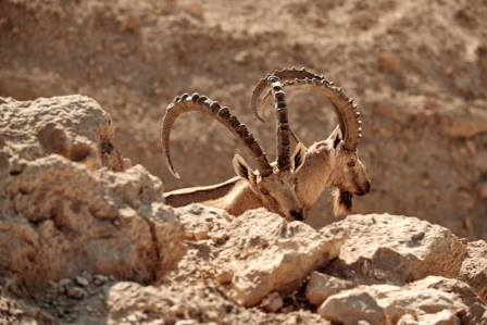 About the Nubian Ibex