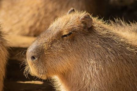 10 Remarkable Facts About Capybaras – Nature’s Laid-Back Giants
