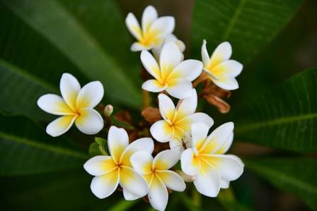 The Beautiful, Fragrant Plumeria