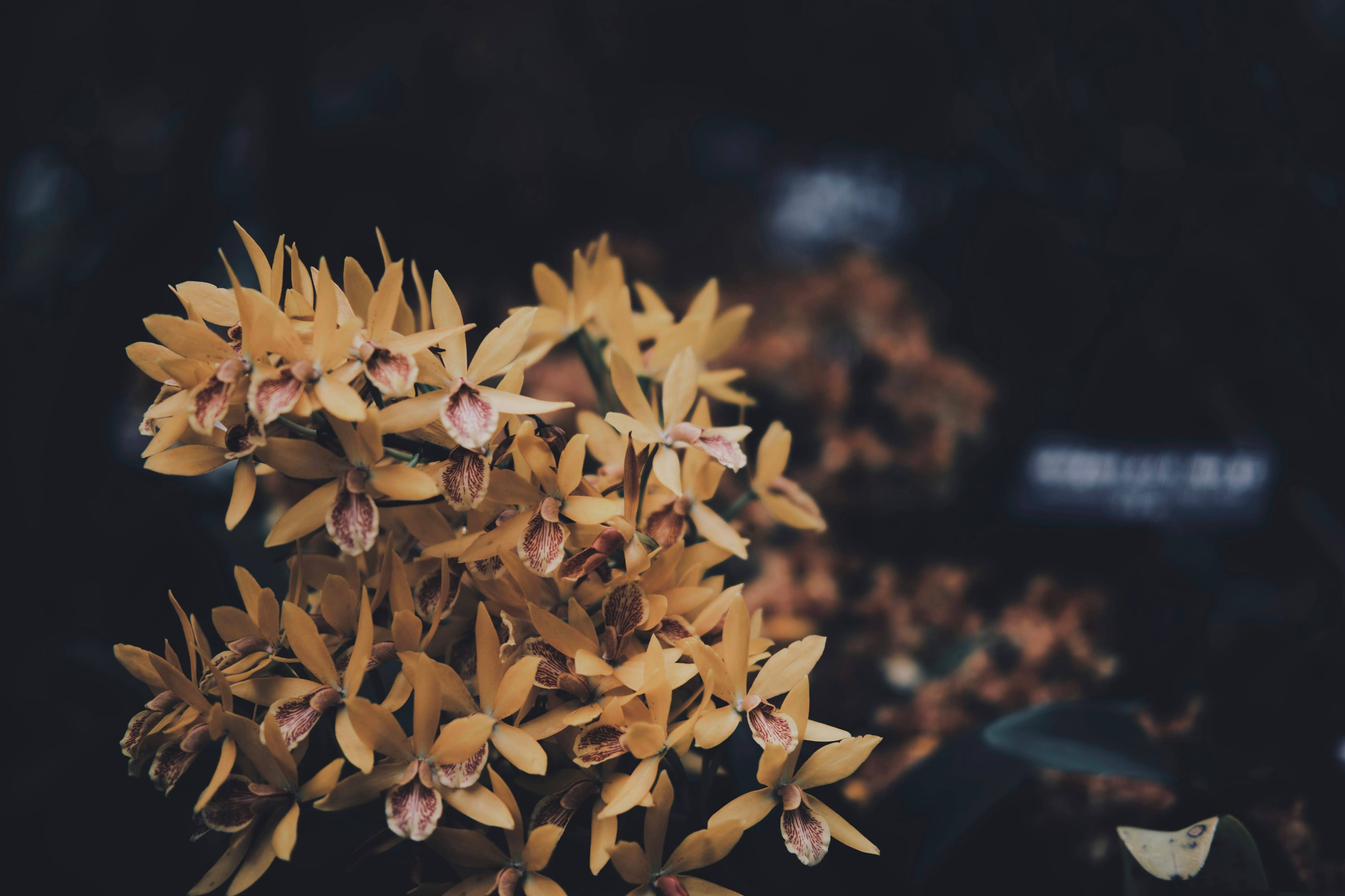 a bunch of yellow flowers that are in the dirt