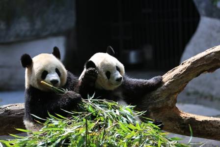 Essential Knowledge Regarding the Giant Panda