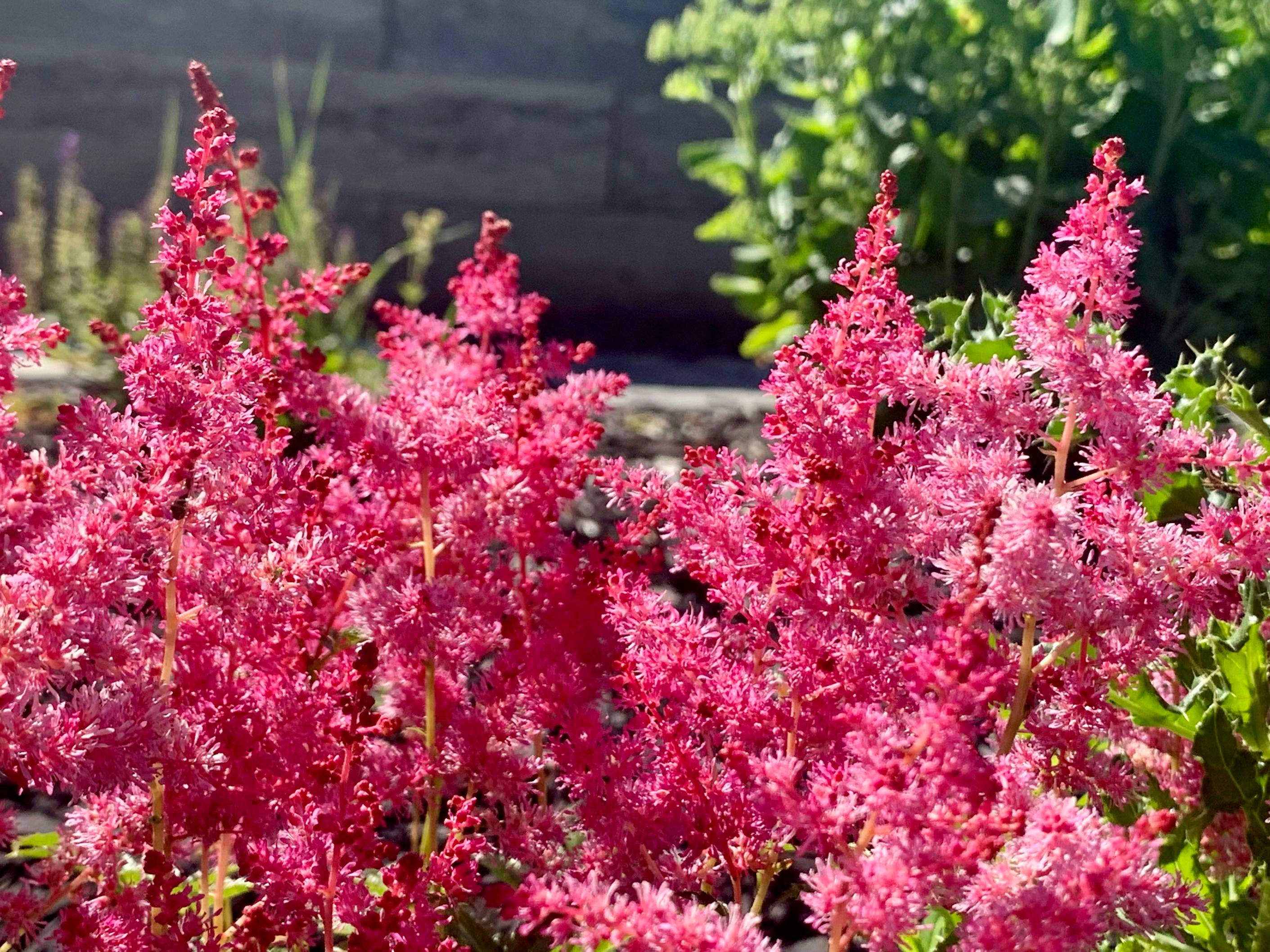 a group of pink flowers