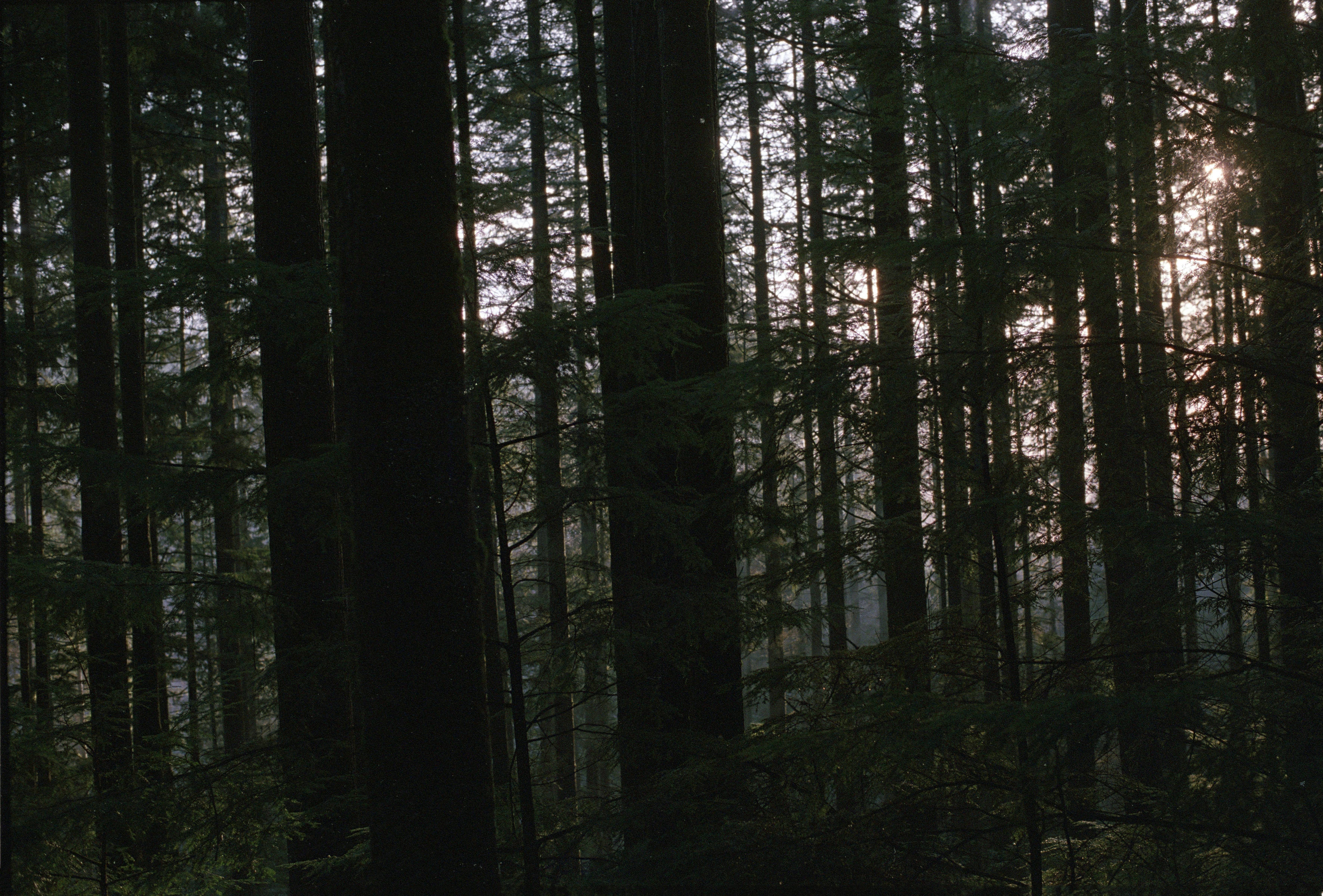 The sun is shining through the trees in the forest