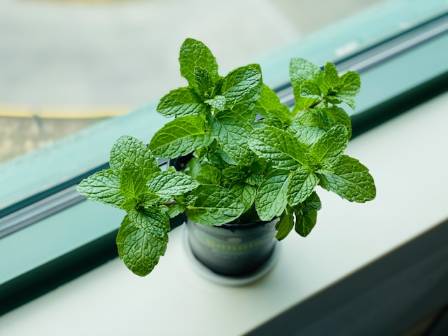 8 Health Benefits of Mint