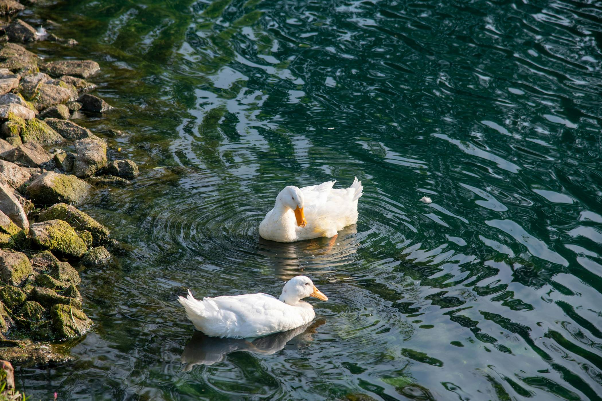 white swan on water during daytime