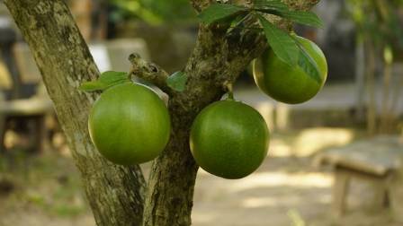8 Remarkable Health Benefits of Crescentia cujete (Calabash Tree)