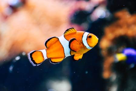 Ocellaris Clownfish