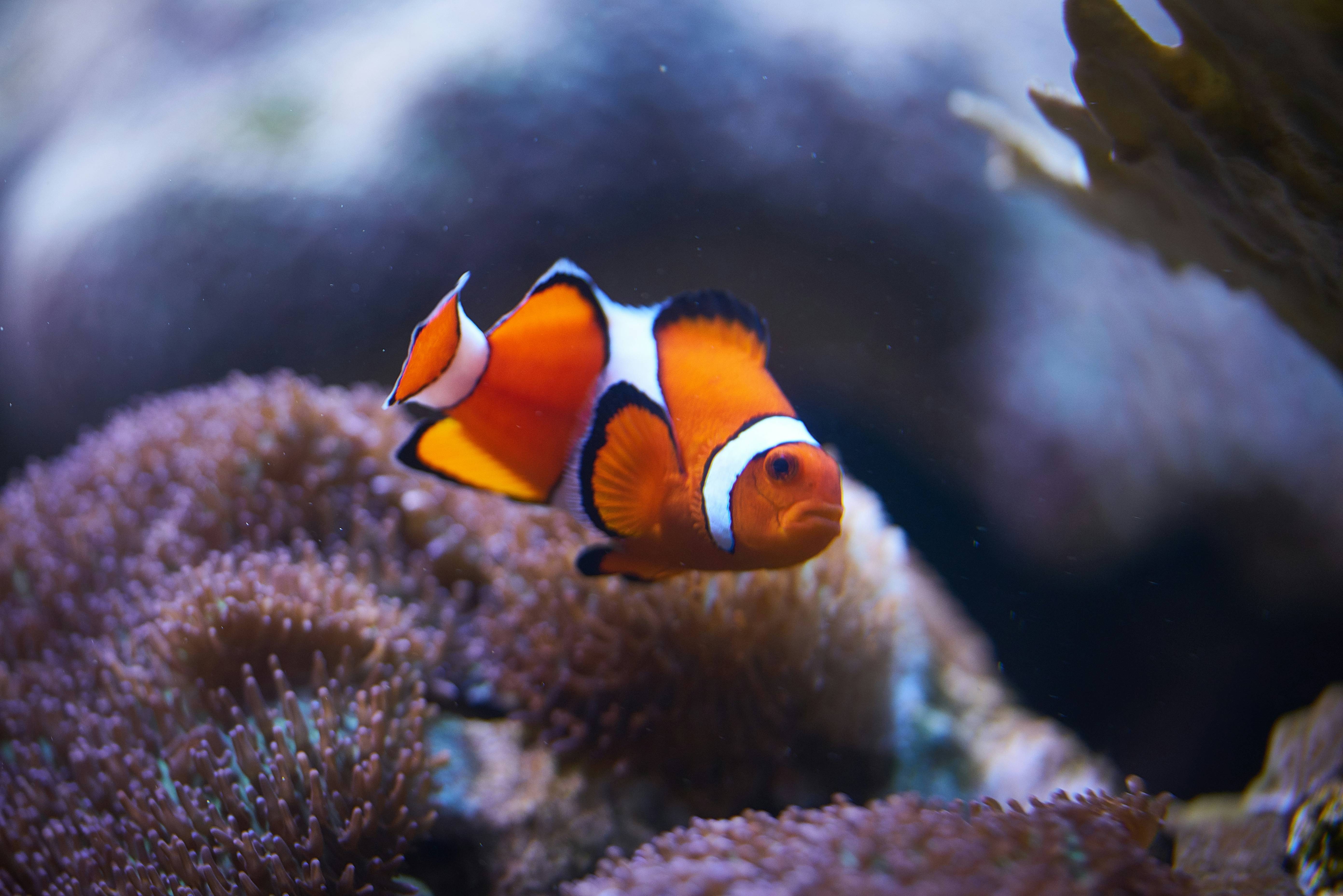 An orange and white clown fish in an aquarium