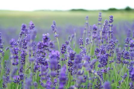 Beautiful Lavender Farms to Visit in the U.S. 