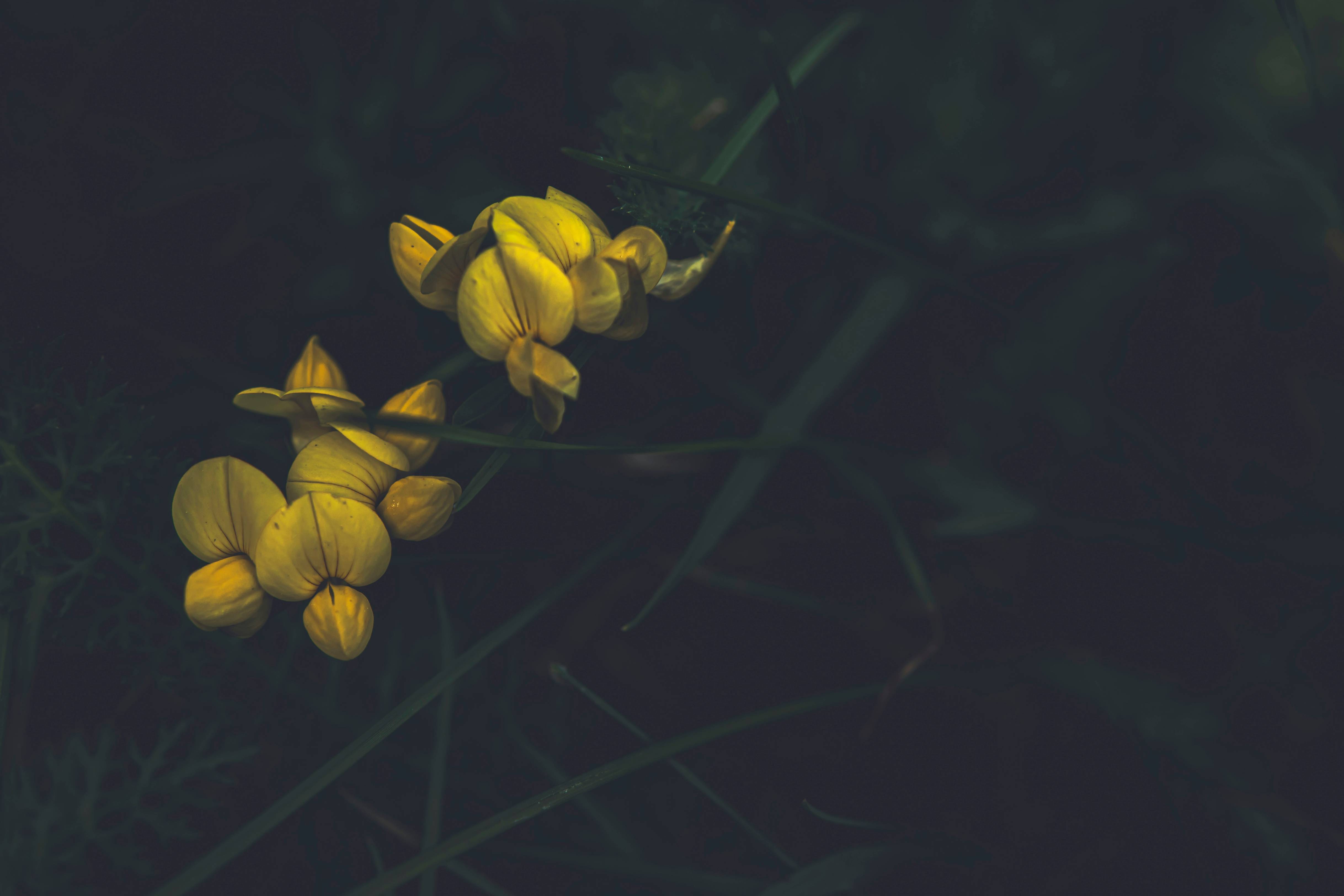 a close-up of a yellow flower