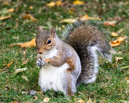 The Remarkable World of Squirrels: Nature’s High-Flying Engineers