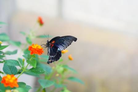 Learning About the Great Mormon Butterfly Identification Features Facts and Visuals
