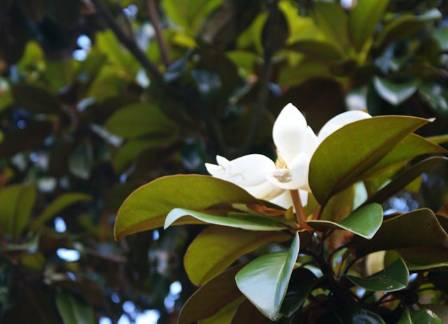The best magnolias for Northwest home landscapes