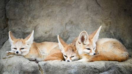 The Fennec Fox: Smallest of the World's Canids