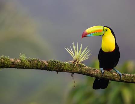 Get to know toucans!