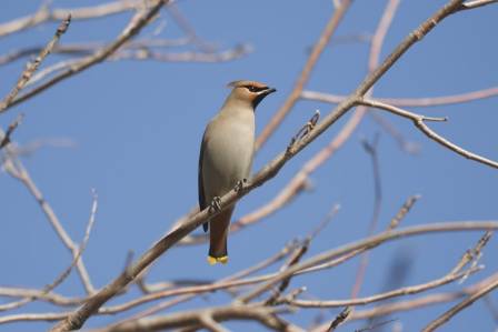 Cedar Waxwings: Beyond the Beauty