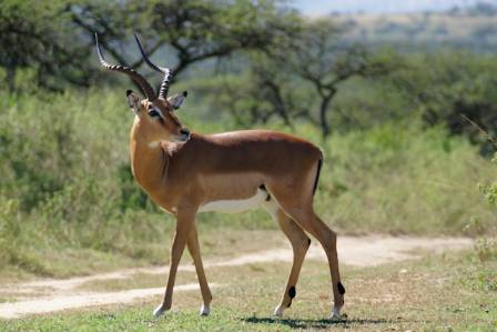 The impala (Aepyceros melampus)