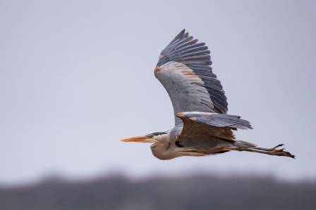 Insights and Details About the Great Blue Heron