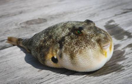 Ten Intriguing Truths Regarding the Pufferfish