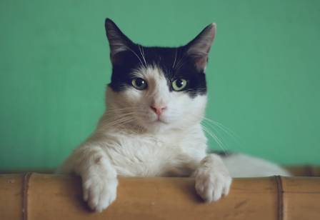 Cat Facts for Kids