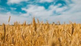 Efficient Wheat Cultivation on Large Farms: A Comprehensive Guide