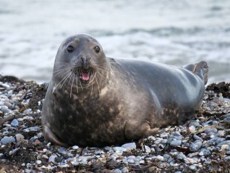 Seals: The Playful Performers of the Sea