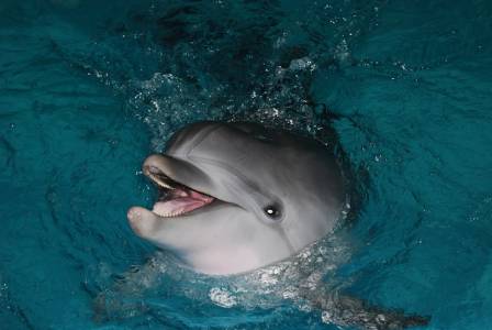 Ten Mind Blowing Facts That Prove Dolphins Are the Supreme Intellectuals of the Ocean