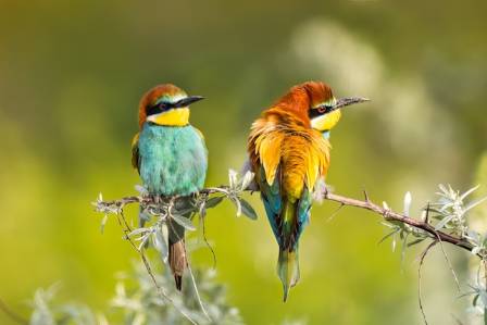 Rainbow Bee-eater