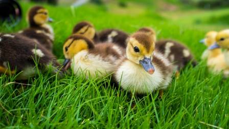 How to Raise Garden Ducks and the Ultimate Secrets for Beginners