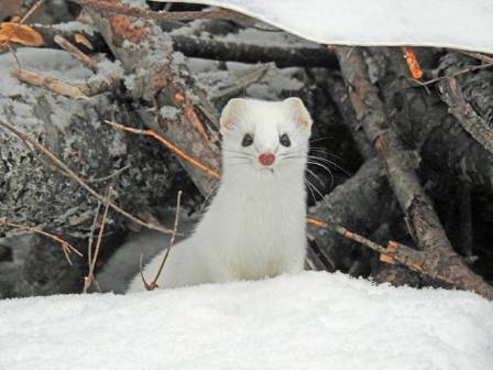 The Stoat – A “Furry Venomous Snake”