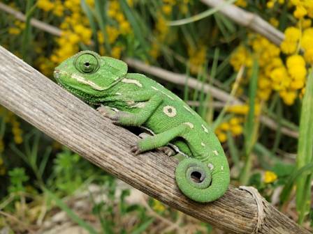 Amazing Lizards Inspire A New Smart Skin That Alters Color In Sunlight