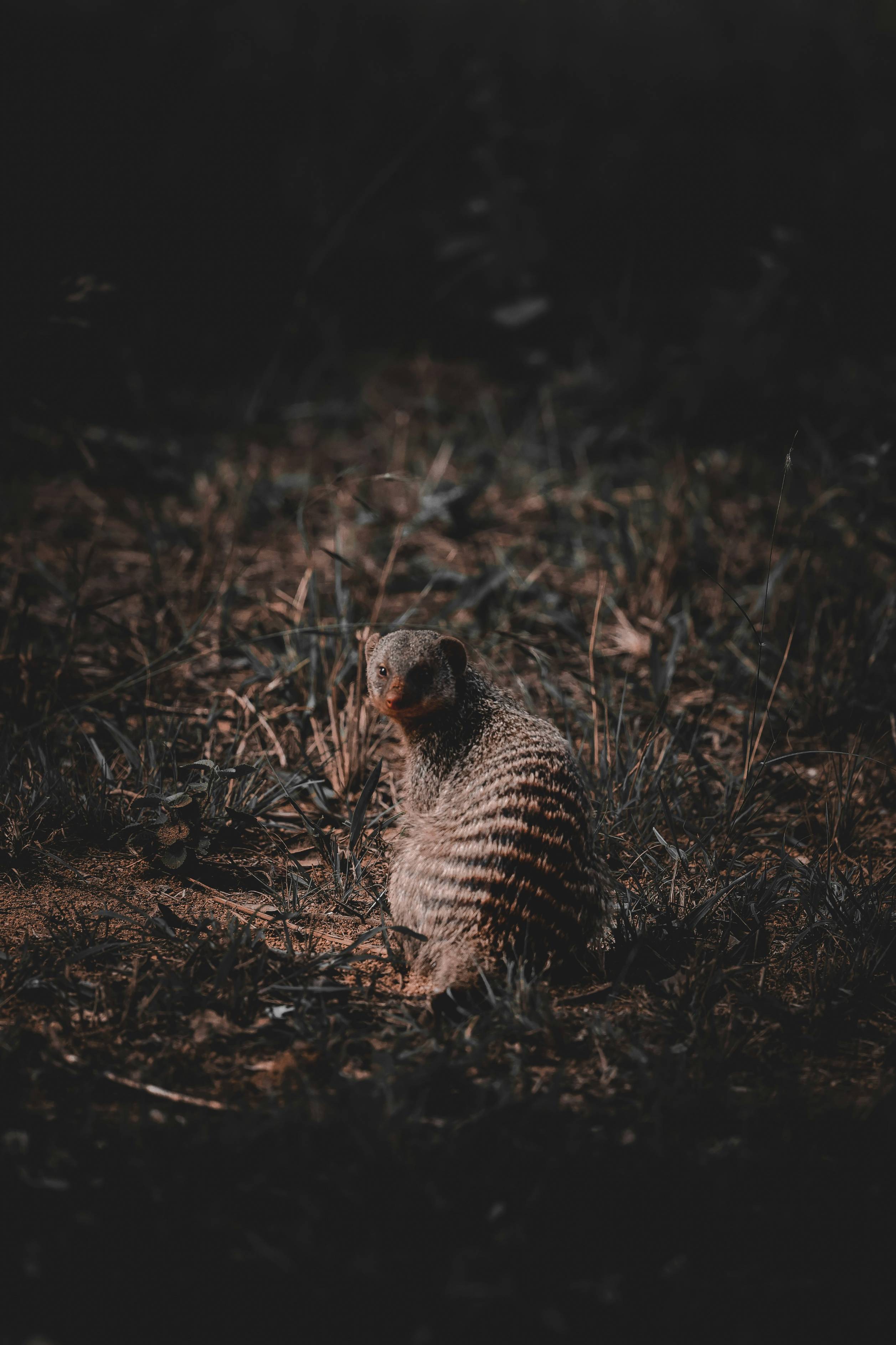 A banded mongoose sits in dark grass.