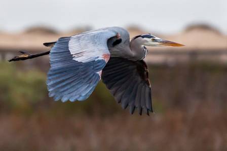 Black-Crowned Night Heron