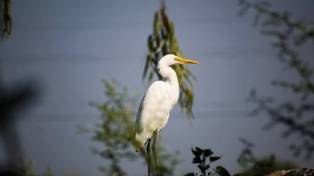Comprehensive Profile of the Great Egret