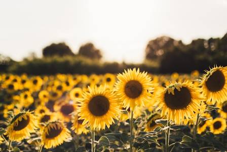 The Beauty and Symbolism of Sunflowers