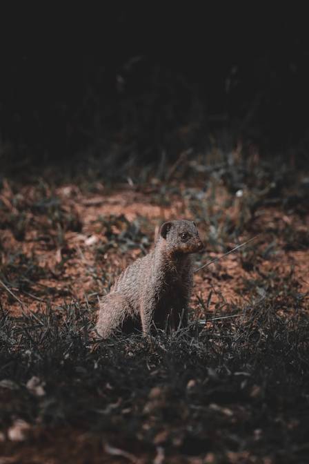 10 Strange and Fascinating Facts About the Banded Mongoose