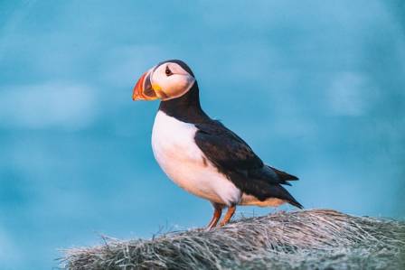 Where Are Puffins Found?