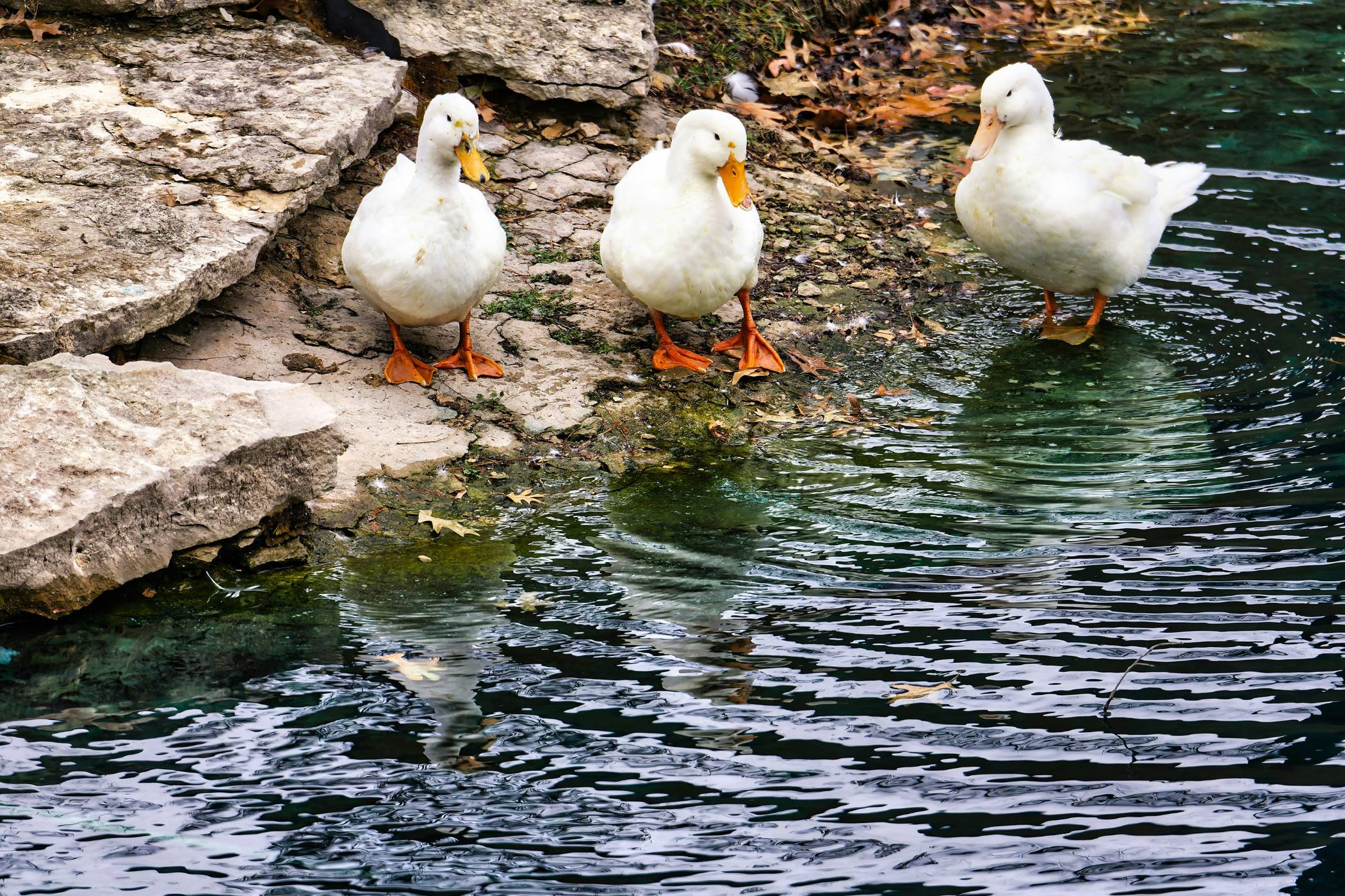 a group of ducks standing on the edge of a body of water